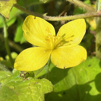 Stylophorum (Chelidonium) sutchuense